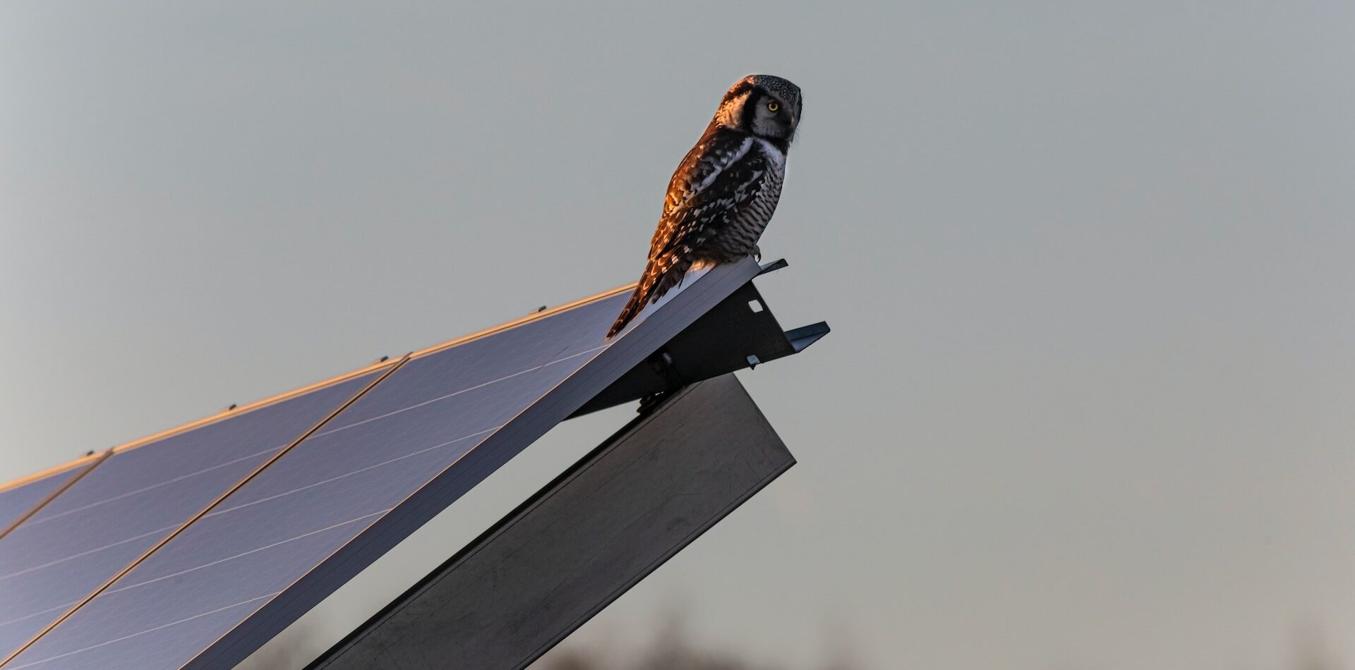 An image showing the process of pigeon proofing solar panels in the UK, including the cost of how much does it cost to pigeon proofing solar panels uk.